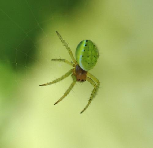 Araniella sp.